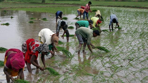 Farmers plant saplings in a rice field. (Reuters) Farmers plant saplings in a rice field. (Reuters)