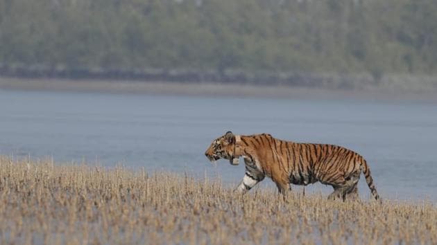 human next to bengal tiger