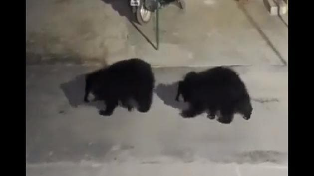 The image shows the bear cubs. (Twitter/@ipskabra) The image shows the bear cubs. (Twitter/@ipskabra)