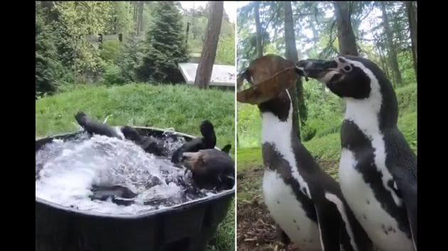 The image is a screengrab from the video shared by Oregon Zoo.(Twitter/@oregonzoo)