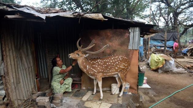 The weeks of Covid-19 lockdown and a pulled back year at large have lent themselves to a greater reflection on our footprint over our surroundings, more conscientious ways of living and what lies at the periphery of our curated lives. Seen here, a resident in Mumbai’s Sanjay Gandhi National Park (SGNP) interacting with a spotted deer. (Satish Bate / HT Photo) The weeks of Covid-19 lockdown and a pulled back year at large have lent themselves to a greater reflection on our footprint over our surroundings, more conscientious ways of living and what lies at the periphery of our curated lives. Seen here, a resident in Mumbai’s Sanjay Gandhi National Park (SGNP) interacting with a spotted deer. (Satish Bate / HT Photo)