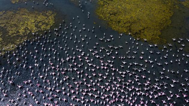Another silver lining as people sheltered indoors, was this reclamation of space by flamingoes who painted the waters pink in Mumbai. (Pratik Chorge / HT Photo) Another silver lining as people sheltered indoors, was this reclamation of space by flamingoes who painted the waters pink in Mumbai. (Pratik Chorge / HT Photo)