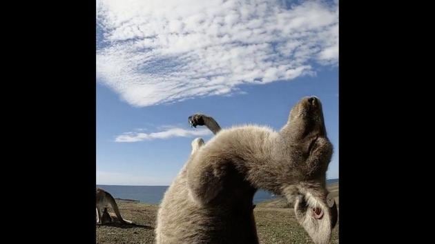 The image shows a kangaroo rubbing its belly. (Instagram/@australia) The image shows a kangaroo rubbing its belly. (Instagram/@australia)