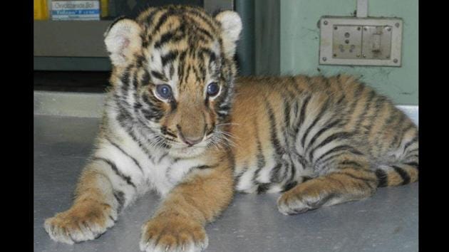 The mother of the cub had abandoned the cub inside the jungle of Kaziranga Tiger Reserve. (representational image)