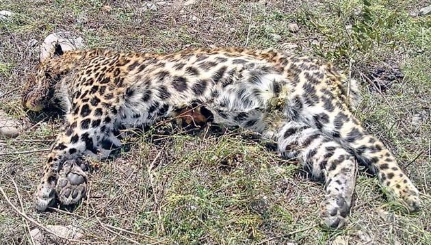 A carcass of a 12-year-old female leopard was found in Bageshwar district on Thursday evening and a four-year-old female leopard was found dead in Ramnagar in Nainital district on Wednesday. (Image used for representation). (HT FILE PHOTO.) A carcass of a 12-year-old female leopard was found in Bageshwar district on Thursday evening and a four-year-old female leopard was found dead in Ramnagar in Nainital district on Wednesday. (Image used for representation). (HT FILE PHOTO.)