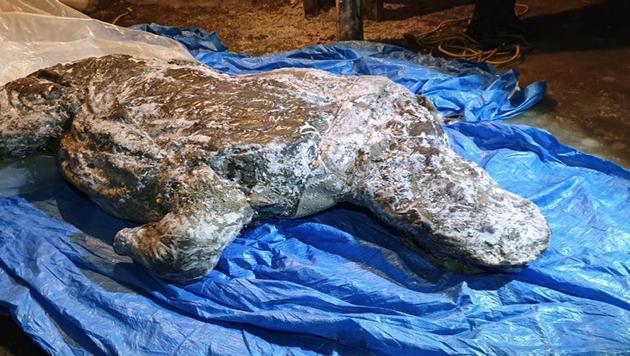 This photo shows the carcass of a woolly rhino, taken in Yakutia, The well-preserved carcass with most of its internal organs still intact was released by permafrost in August and scientists hope to transport it to the lab for studies next month.(AP)