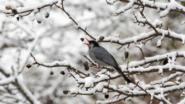A Black Bulbul attempts to catch a piece of wild pear as it sits on a snow-covered tree in Dharmsala on December 28. After December 12, western disturbances mostly affected the Western Himalayan region; under their influence, there was significant snowfall and rainfall over Jammu and Kashmir and Himachal Pradesh. After the WD, cold northwesterly winds are blowing over Delhi NCR from Jammu and Kashmir and Himachal Pradesh, HT reported. (Ashwini Bhatia / AP)