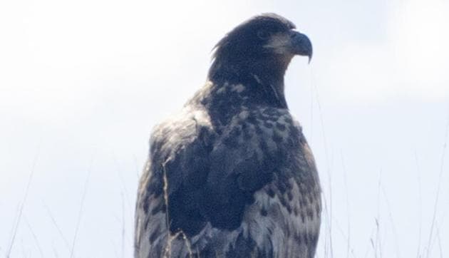 White-tailed eagle at Lunj. (Photo: Vikas Salil Sharma) White-tailed eagle at Lunj. (Photo: Vikas Salil Sharma)
