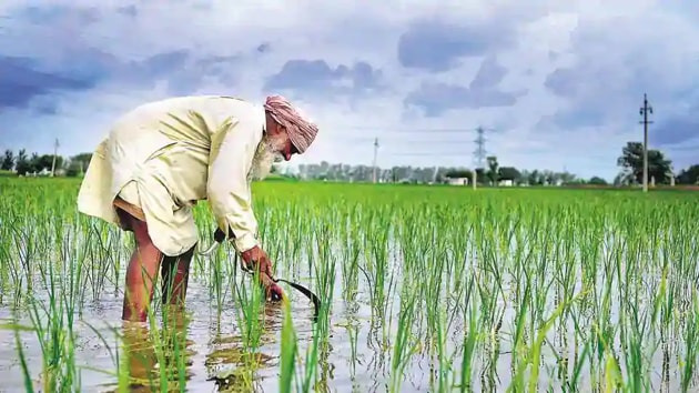A farmer working in his paddy field at Bothgarh outskirts of Morinda town in Ludhiana.(HT File Photo)