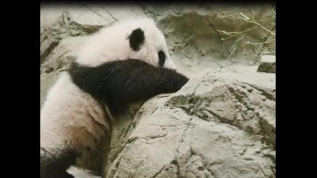 The image shows Giant panda cub Xiao Qi Ji. (Instagram/@smithsonianzoo) The image shows Giant panda cub Xiao Qi Ji. (Instagram/@smithsonianzoo)