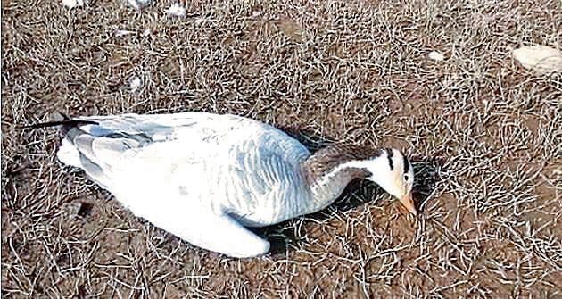 A dead bar-headed goose in the Pong Dam Lake. Officials say the birds exhibited an inability to take off despite having healthy wings before succumbing.(HT Photo)