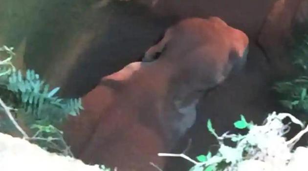 Local people said the 12-year-old tusker might have been trapped in the unused well for more than three days. (HT PHOTO.) Local people said the 12-year-old tusker might have been trapped in the unused well for more than three days. (HT PHOTO.)