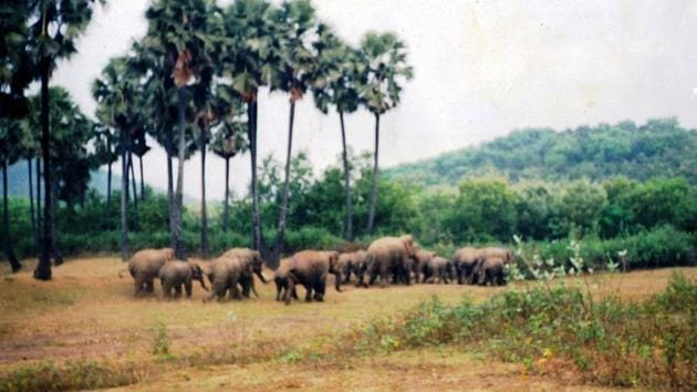 According to the villagers, wild animals including wild boars, jackals, rabbits and many birds have made the forest their home. Every year a herd of around a dozen elephants also come and stay in the forest for some months.(HT PHOTO.) According to the villagers, wild animals including wild boars, jackals, rabbits and many birds have made the forest their home. Every year a herd of around a dozen elephants also come and stay in the forest for some months.(HT PHOTO.)