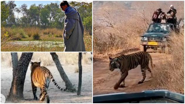 Deepika Padukone enjoyed a tiger safari in Ranthambore.