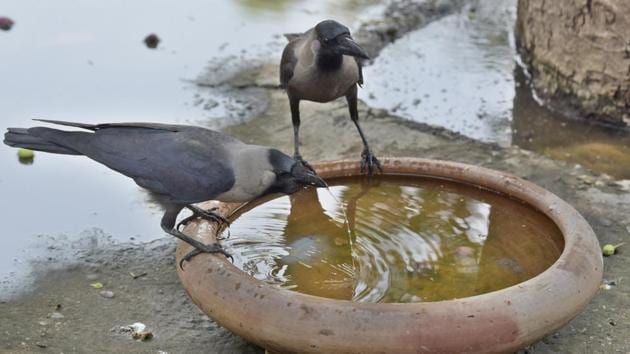 Death of crows in Rajasthan’s Jhalawar has been confirmed the presence of the Bird Flu virus.(Sushil Kumar/HT PHOTO)