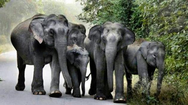 Chhattisgarh had asked Centre last year not to auction coal blocks under Hasdeo Arand and Lemru elephant reserve.