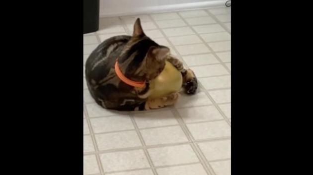 The images shows a cat named Chippy hugging a golden-coloured balloon.(Reddit/@juveitalia1200) The images shows a cat named Chippy hugging a golden-coloured balloon.(Reddit/@juveitalia1200)