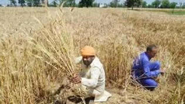 From every district, the agriculture department will select 100 progressive farmers as role models for local farmers. They will also be given a platform to present their views, said the Uttar Pradesh government. (HT File photo)