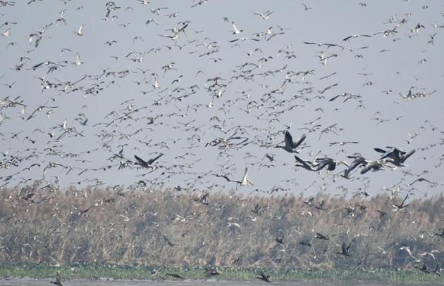 A flock of migratory birds take flight at Harike Pattan wetlands on the border of Ferozepur and Tarn Taran districts of Punjab.(Photo courtesy Ferozepur divisional forest officer, wildlife, Nalin Yadav)