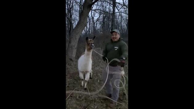 The image shows a llama named Gizmo lassoed by a man named Leo.(Facebook/@bdrescueandrecovery)