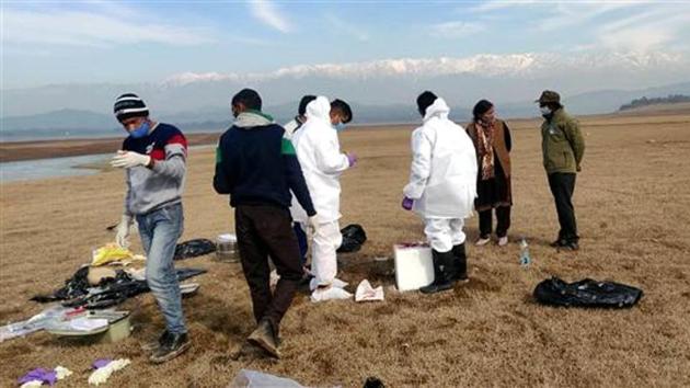 Wildlife and animal husbandry department officials conducting the post-mortem of the migratory birds at Pong Dam wetland.(HT Photo)