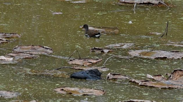 Identified as a common coot, its carcass was found at the regulatory end of the lake.(Ravi Kumar/HT) Identified as a common coot, its carcass was found at the regulatory end of the lake.(Ravi Kumar/HT)
