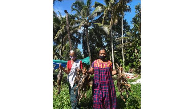 Women gathering dead ducks in Alappuzha on January 5. Human cases of H5N1 are rare but if infected, the mortality rate is about 60% according to the World Health Organization. (PTI)