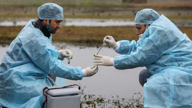 Experts collect samples for the detection of bird flu at Gharana wetland on the outskirts of Jammu on January 5. Bhopal-based National Institute of High Security Animal Disease (NIHSAD), the lab accredited to confirm bird flu, has detected two strains of influenza viruses until now - H5N8 and H5N1. (PTI)