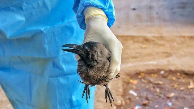 Photos: States Sound Alarm After Cases Of Bird Flu Reported | Hindustan ...