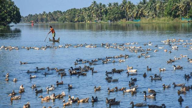 Farmers guide ducks towards a cage for culling, following detection of Avian Influenza (H5N8) at four places, in Alappuzha district of Kerala on Tuesday.(PTI Photo)