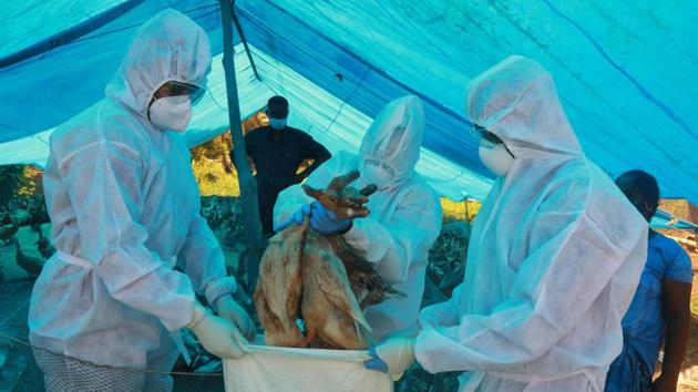 Health workers in protective suits cull ducks after the H5N8 bird flu strain was detected in Karuvatta of Alappuzha district 90 km from Kochi on Wednesday.(AFP PHOTO.) Health workers in protective suits cull ducks after the H5N8 bird flu strain was detected in Karuvatta of Alappuzha district 90 km from Kochi on Wednesday.(AFP PHOTO.)