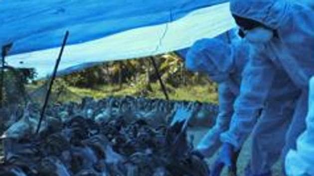 Health workers in protective suits begin culling of ducks after the H5N8 strain of bird flu was detected among domestic birds in Alappuzha district of Kerala.(AP PHOTO.) Health workers in protective suits begin culling of ducks after the H5N8 strain of bird flu was detected among domestic birds in Alappuzha district of Kerala.(AP PHOTO.)