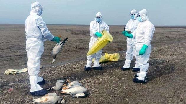 Wildlife officials collecting carcasses of birds that died due to bird flu (H5N1) in the Pong Dam wetland in Kangra district of Himachal Pradesh. At least five states in India have reported bird deaths due to the avian flu in the past one week, following which the Centre has issued an advisory asking all states to test droppings of migratory and poultry birds to prevent the spread. (HT Photo)