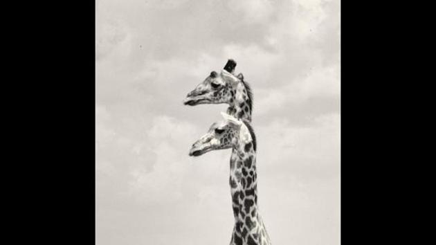 The image was shared on Instagram by Sheldrick Wildlife Trust. (Instagram/@sheldricktrust) The image was shared on Instagram by Sheldrick Wildlife Trust. (Instagram/@sheldricktrust)