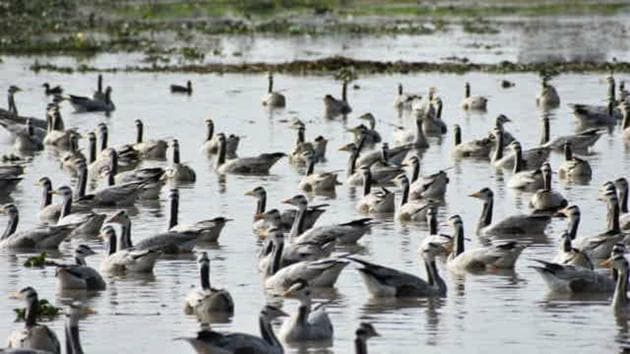 Migratory birds at Gharana wetland along the international border in RS Pura sector of Jammu district. (HT photo)