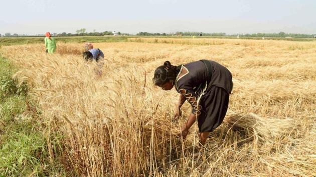 Kiran Devi’s agricultural company is now procuring crops from farmers without any middlemen involvement.(HT photo) Kiran Devi’s agricultural company is now procuring crops from farmers without any middlemen involvement.(HT photo)