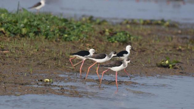 On Thursday, around 300 samples including a few birds from a poultry farm of Khurda tested negative for bird flu.(HT PHOTO.)