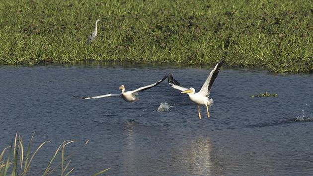 The Okhla Bird Sanctuary spreads over 400 hectares and recorded 21,061 water-birds of 115 species as per the annual census held by the forest department in February 2020 for the birding year of 2019-20.(HT PHOTO.)