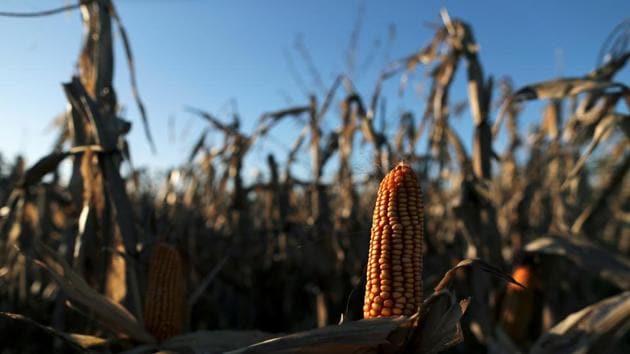 FA ban on corn exports in Argentina is fanning fear among farmers and traders that one of the world’s top food suppliers is returning to an era of brutal meddling in crop markets(REUTERS)