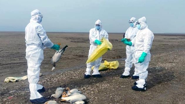 Wildlife officials collecting carcasses of birds that died due to bird flu (H5N1) in the Pong Dam wetland in Kangra district of Himachal Pradesh over the past week.(HT Photo)