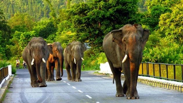 Elephants in Uttarakhand.(HT archive) Elephants in Uttarakhand.(HT archive)