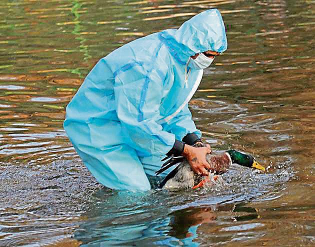 A lab technician catching a duck to collect sample for test at Manda Zoo Park in Jammu.(PTI)
