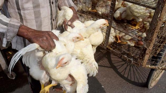 A vendor carries chickens at a livestock market in Prayagraj in Uttar Pradesh in this file photo.(PTI Photo)