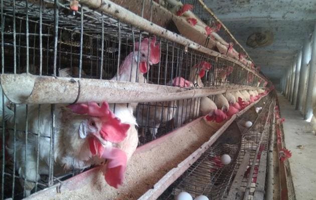 As many as 4.37 poultry birds have died in Barwala belt in Panchkula over the past 26 days.(Sant Arora/HT) As many as 4.37 poultry birds have died in Barwala belt in Panchkula over the past 26 days.(Sant Arora/HT)