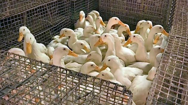 Panic sparked after around 120 poultry birds were found dead at Govindpur village of Badaberana Gram Panchayat under Begunia block of Khurdha District.(ANI) Panic sparked after around 120 poultry birds were found dead at Govindpur village of Badaberana Gram Panchayat under Begunia block of Khurdha District.(ANI)