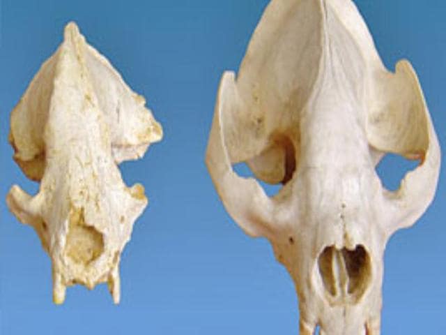 Paleontologists discover the skull of the giant panda's earliest ancestor, a "pygmy-sized" bear in South China.