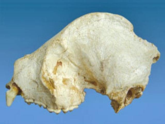 The ancient panda was two feet shorter in length than a modern panda and would be akin in size to a medium-sized dog.