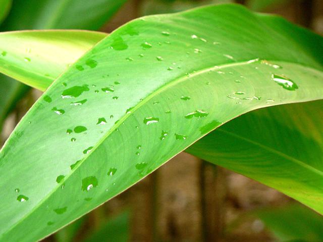 The dew drops captured only for you.