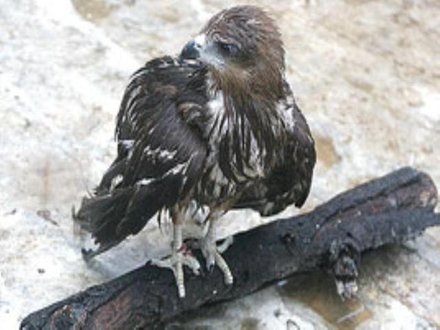 An injured bird treated by Mohmaad Saud and Nadeem Shehzad, who have been treating injured birds for seven years and have launched a helpline to save birds.