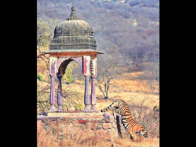 Maharaja ki Chhatri (Gaitor Tomb), Jaipur - Musafirr